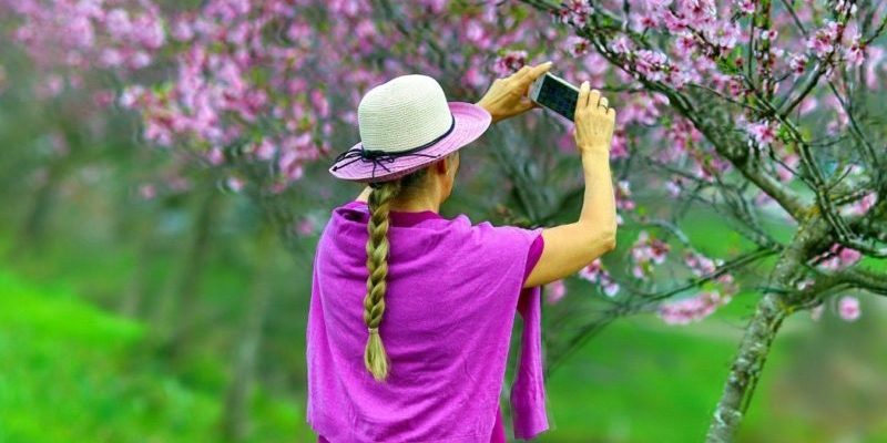 Mandelblüte Südliche Weinstrasse https://www.pfaelzer-verfuehrungen.de/
